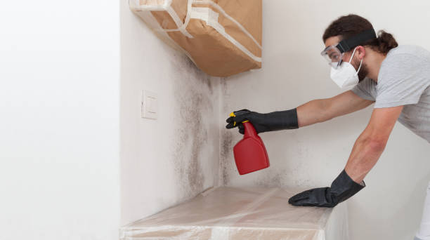 Professional Mold Removal technician working in Highland Park, PA